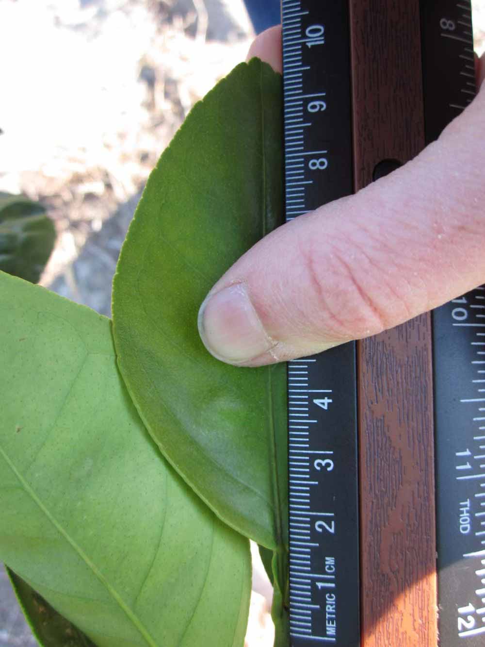            Unifoliolate leaf (Jaffa, Riverside, CA)   